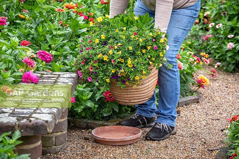 Mettre un pot de patio dans une soucoupe pour aider à l'arrosage lorsque vous partez en vacances