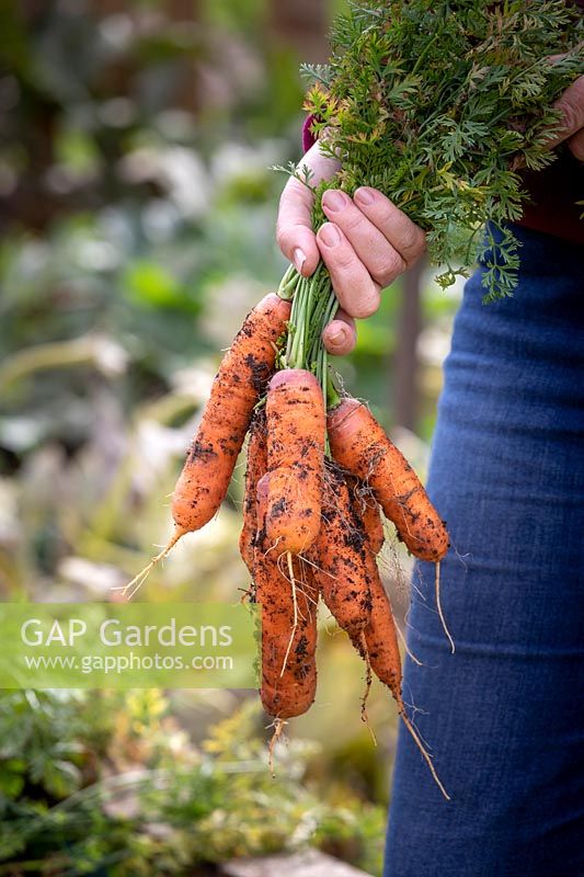Récolter les carottes de la culture principale. Carotte 'Resistafly' F1 Hybrid