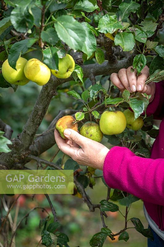 Retirer les pommes pourries pour éviter la propagation de la pourriture