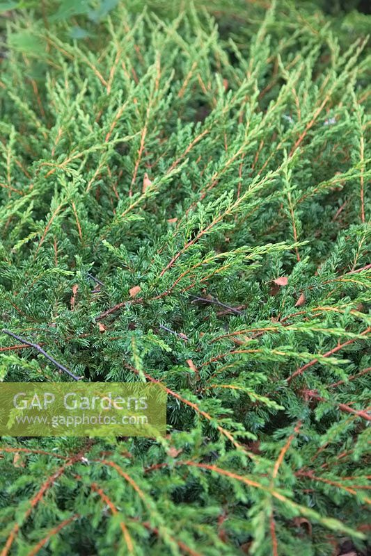 Juniperus communis 'Repanda' - Genévrier