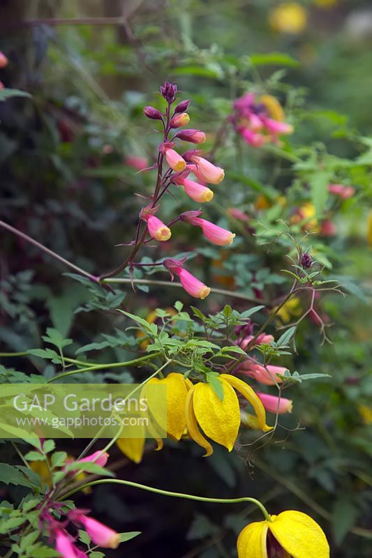 Eccremocarpus scaber forme rose avec Clematis 'Bill MacKenzie' Ta