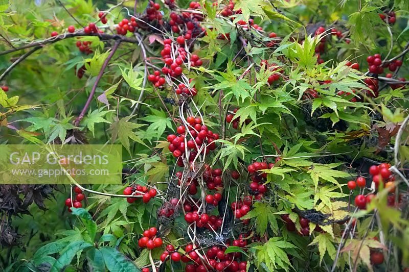 Les fruits rouges de Tamus communis - Bryony noir et le feuillage d'automne d'Acer palmatum 'Sango-kaku' syn. Acer palmatum 'Senkaki'
