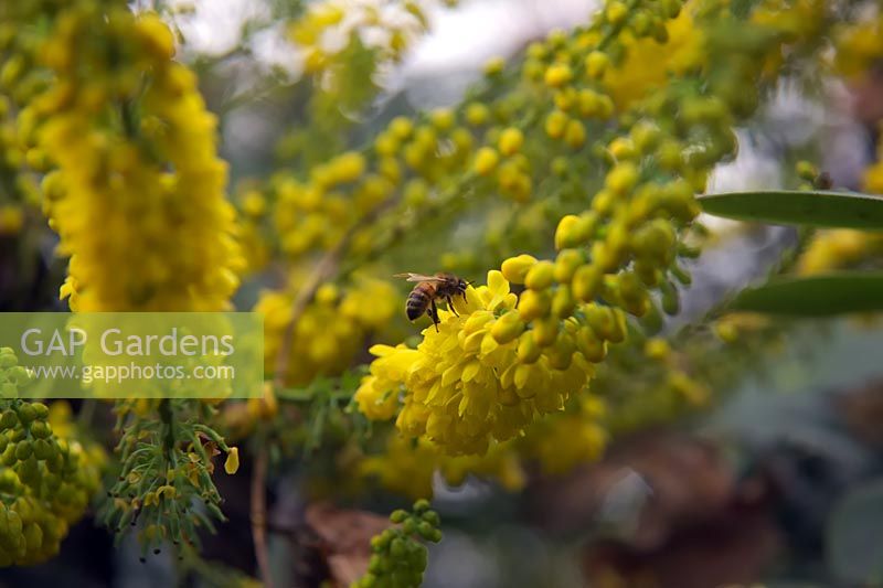 Mahonia x media 'Buckland' avec l'abeille pollinisatrice Apis mellifera