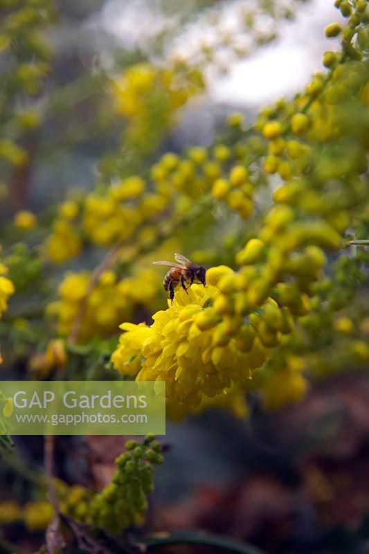 Mahonia x media 'Buckland' avec l'abeille pollinisatrice Apis mellifera