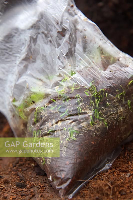 Les graines de certaines plantes germent rapidement lorsqu'elles sont semées fraîches - Eryngium Silver Ghost qui avait été suspendu dans un sac en plastique pour stratifier a germé presque immédiatement et a été semé en novembre