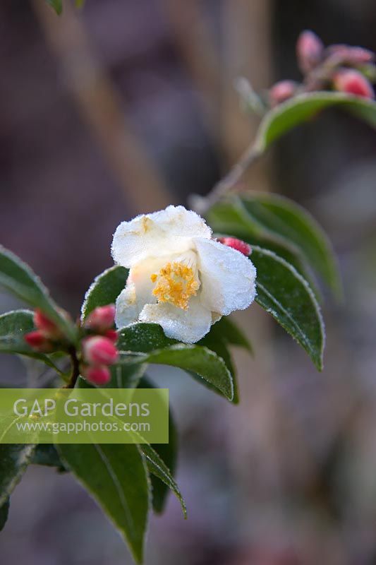 Camellia transnokoensis - Mount Noko camellia - fleur d'ouverture avec gel fin décembre.