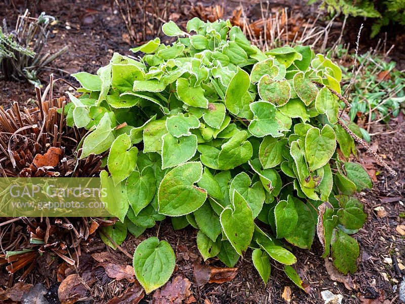 Epimedium x warleyense 'Orange Queen' syn. «Orangekonigin»