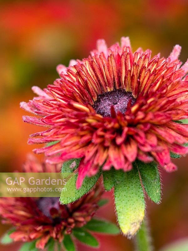 Rudbeckia hirta 'Sahara' - Susan aux yeux noirs