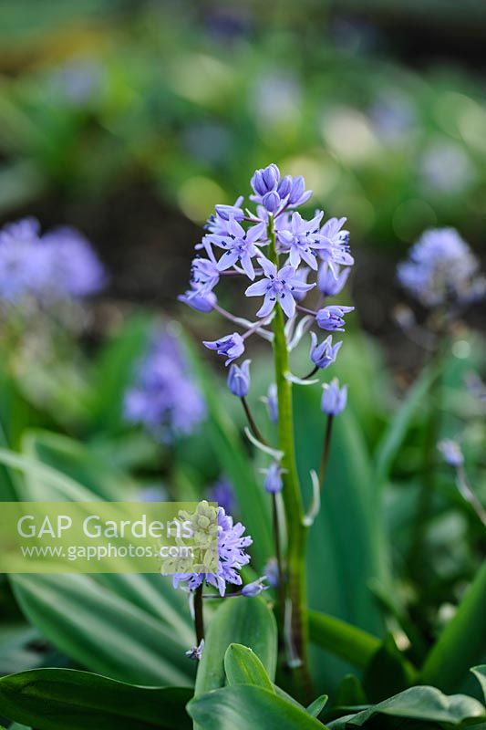 Scilla lilio-hyacinthus Bleu