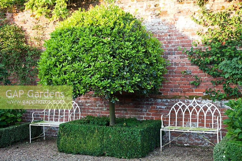 Arbre de Viburnum tinus standard situé dans Buxus sempervirens - Boîte - haies basses dans un jardin clos.