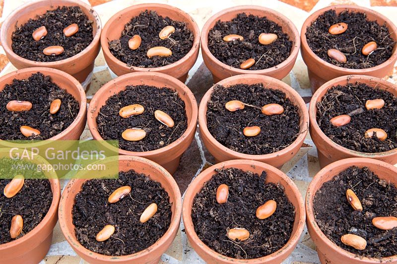 Jardinage sans plastique multi semis semis bio Phaseolus vulgaris 'Trionfo Violetto' - Graines de haricots violets grimpants dans des pots en terre cuite remplis de compost