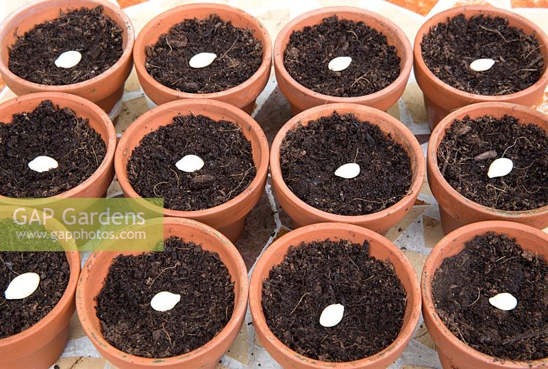 Jardinage sans semis plastique Cucurbita pepo bio 'Nero di Milano' - Graines de courgette dans des pots en terre cuite remplis de compost