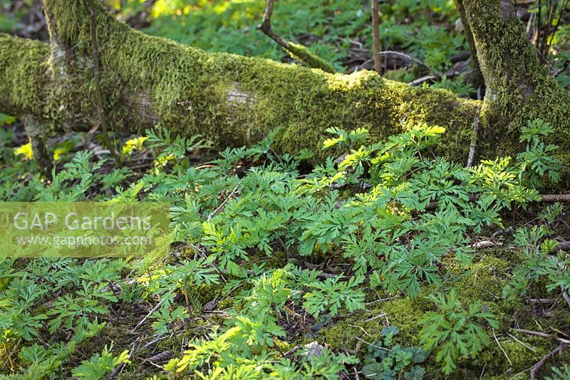 Dicentra formosa - Pacific Bleeding Heart - jeunes tapis de feuillage parquet