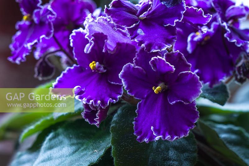 Saintpaulia ionantha - Fleurs et feuillage de violette africaine