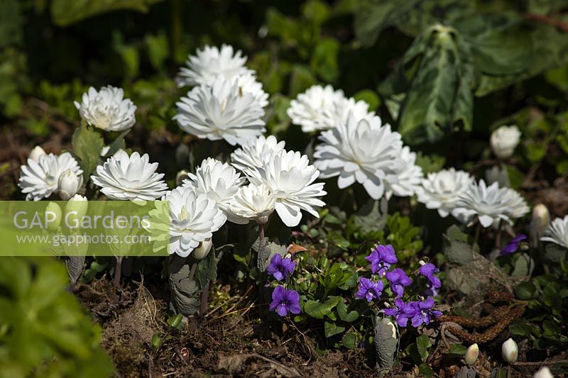 Sanguinaria canadensis 'Flore Pleno' - 'Flore Pleno' Bloodroot et violettes violettes