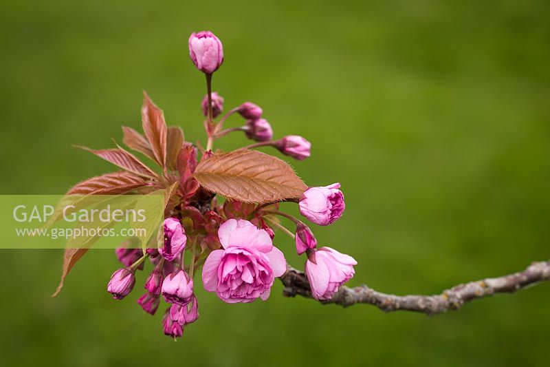 Prunus serrulata 'Kwanzan' - Cerisier en fleurs - fleur qui s'ouvre parmi les feuillages émergents