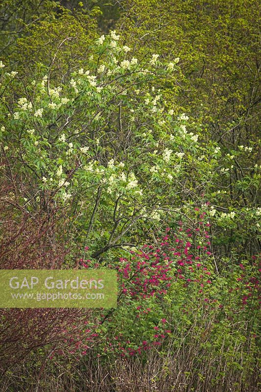 Sambucus racemosa - Sureau rouge - fleurit au-dessus de Ribes sanguineum - Groseille à fleurs rouges
