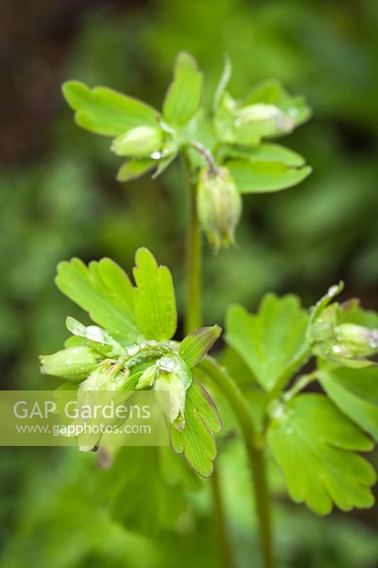 Aquilegia vulgaris - Ancolie européenne - boutons floraux avec gouttes de pluie
