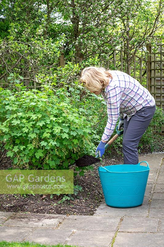 Pailler un buisson de cassis avec du compost de jardin au printemps