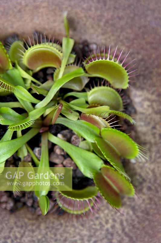 Dionaea muscipula 'Venus Flytrap'