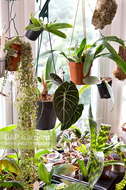 Pepperomia, alocasia et orchidées suspendues dans la fenêtre