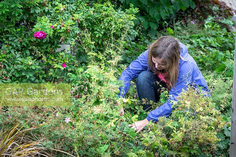 Réduire les plantes vivaces à floraison précoce - les géraniums - après la floraison.