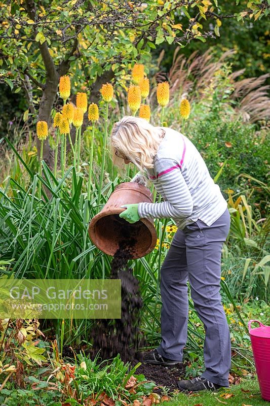 Vider les pots d'été qui ont fini de fleurir et utiliser du vieux compost pour pailler le sol nu dans les plates-bandes