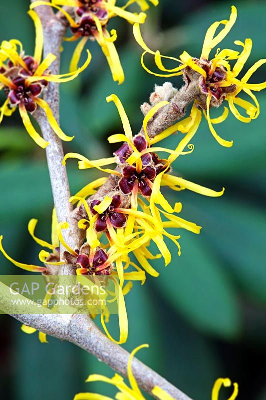 Hamamelis mollis 'Boskoop'