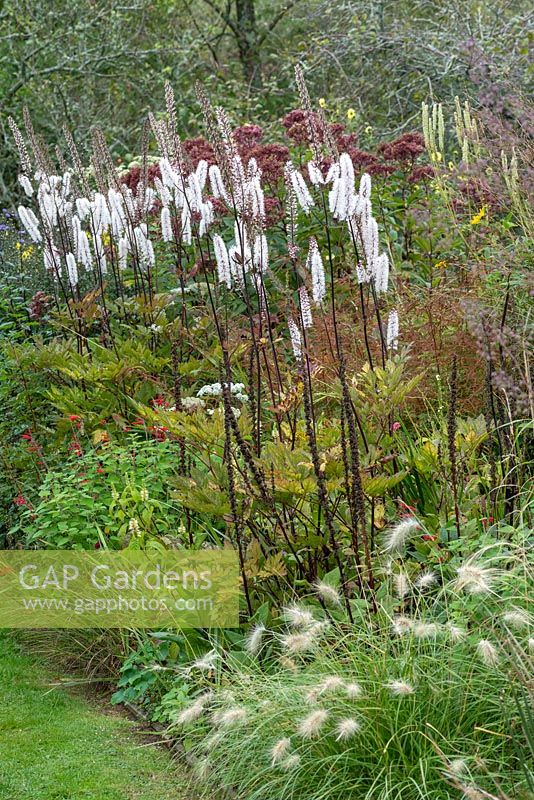 Actaea simplex Atropurpurea Group - Baneberry à fleurs blanches en parterre de fleurs