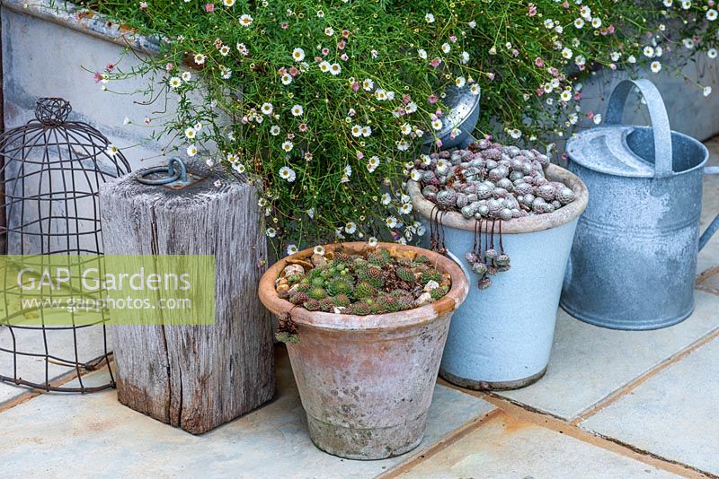 Pots en terre cuite plantés de plantes succulentes Sempervivum devant un pot en métal rempli d'Erigeron karvinskianus ,.