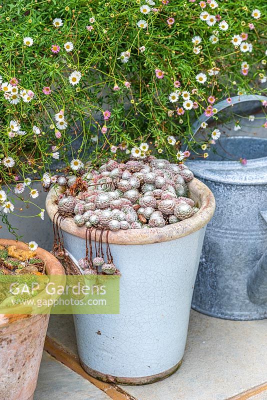 Pots en terre cuite plantés de plantes succulentes Sempervivum devant un pot en métal rempli d'Erigeron karvinskianus ,.