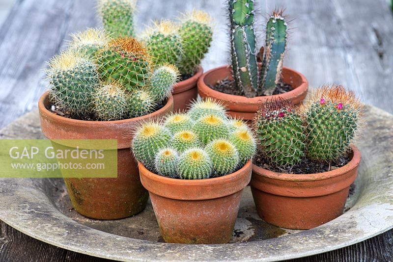 Présentoir de cactus avec Mammillaria hahniana 'Old Lady Cactus', Ferocactus cylindracus 'Barrel Cactus' et Pachycereus schottii dans des pots en terre cuite.