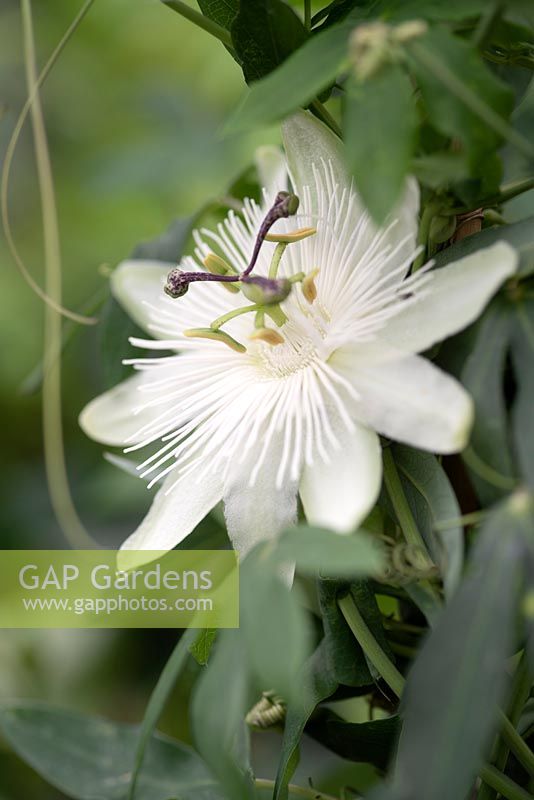 Passiflora caerulea 'Constance Elliot' - Fleur de la passion