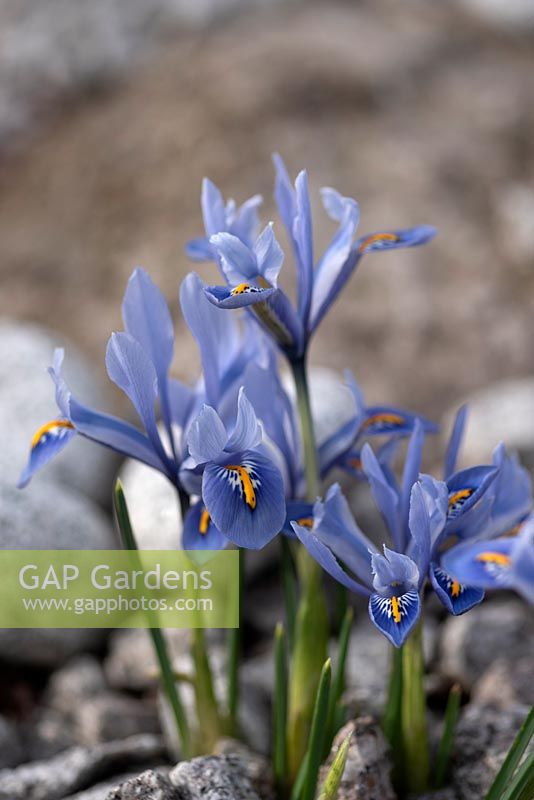 Iris denticulata 'Alida'
