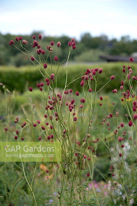 Sanguisorba officinalis 'Arnhem' - Great Burnet - juillet