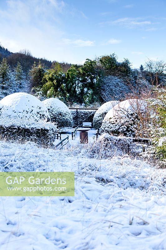 Jardin de campagne couvert de neige avec de grands monticules d'Osmanthus burkwoodii. Jardin de la maison Veddw