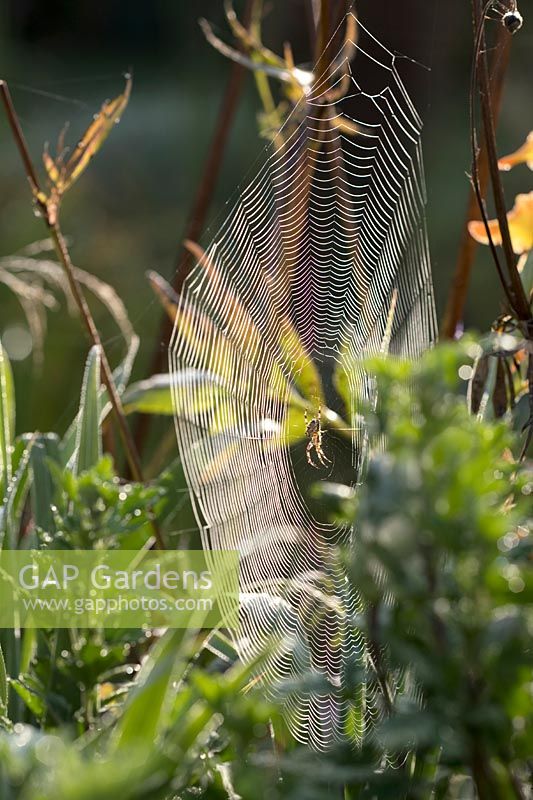 Araneus diadematus - Araignée de jardin sur le web