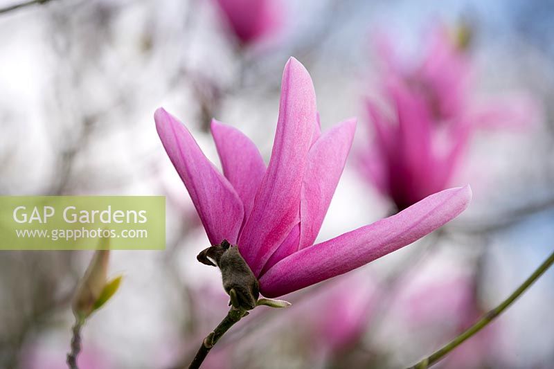 Magnolia 'Galaxy', croix de M. liliflora x sprengeri 'Diva', fleur à tépales oblongs