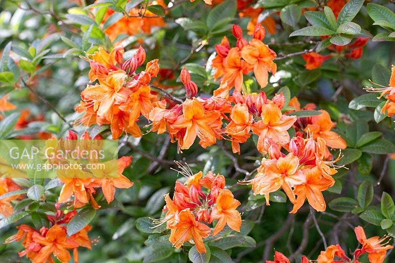 Rhododendron 'Rumba' - Azalée