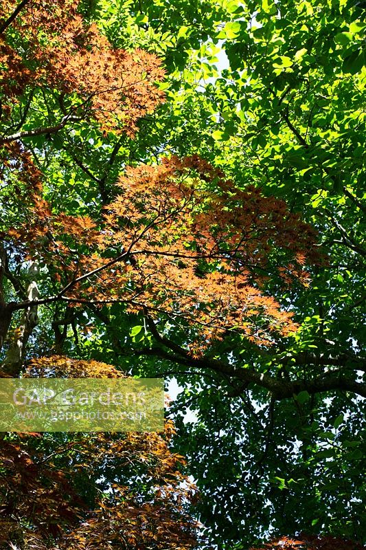 Acer palmatum 'Hessei' - Érable japonais - sous la canopée