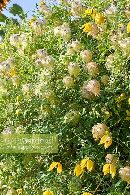 Têtes de graines et fleurs de Clematis tangutica 'Bill Mackenzie'