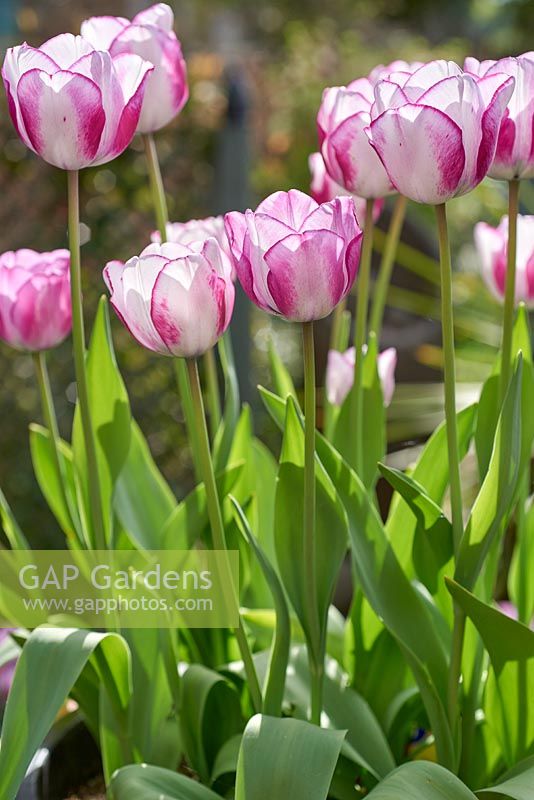 Tulipa 'Hot Pants'