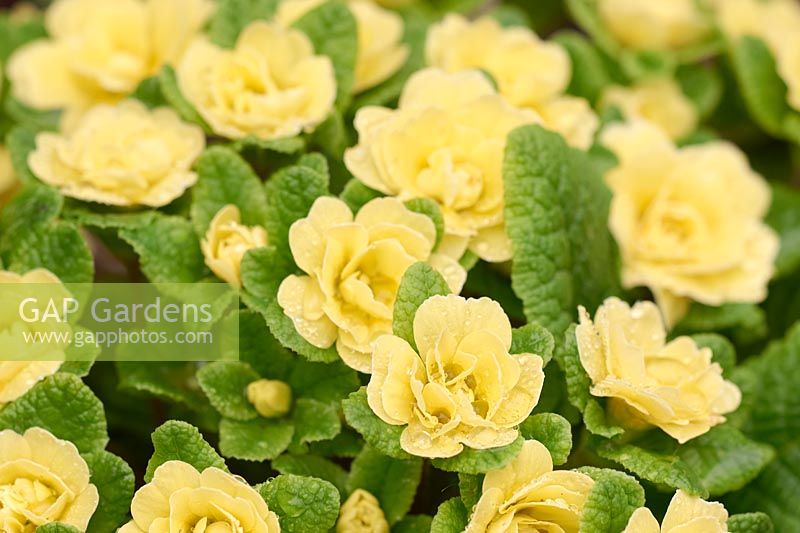 Primula vulgaris Belarina 'Buttercup Yellow'