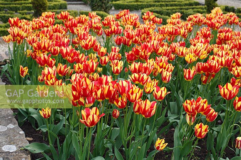 Tulipa 'Cape Cod' à Arley Arboretum, mai