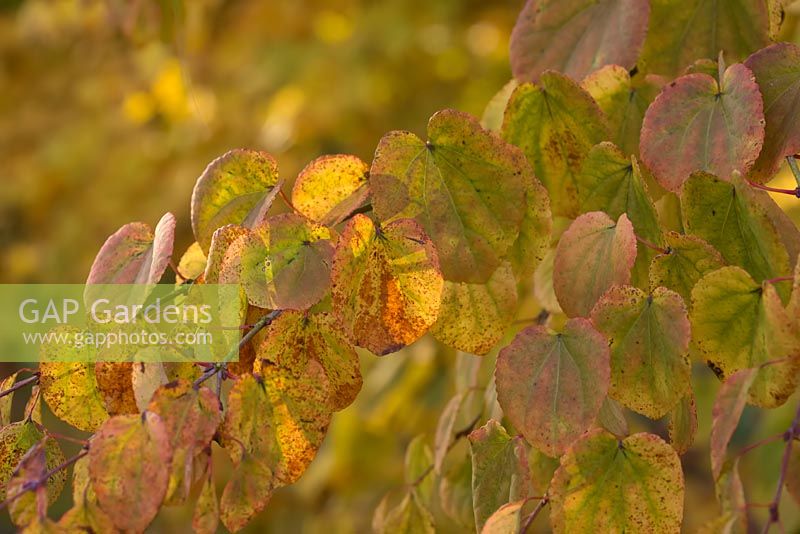 Cercidiphyllum japonicum couleur d'automne