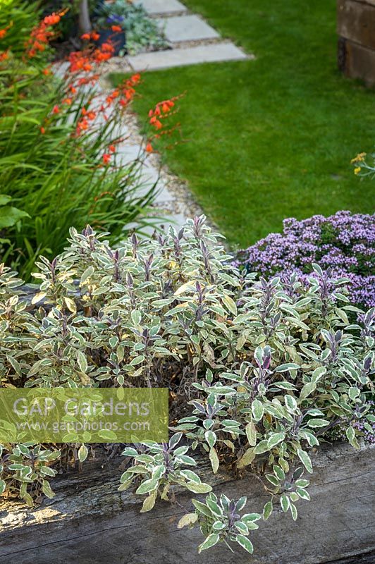 Herbes au thym dans le jardin moderne de Walthamstow avec parterre de fleurs surélevé
