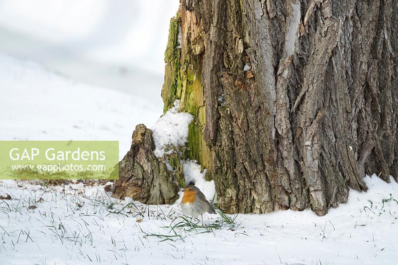 Robin à la base d'un grand arbre dans la neige.