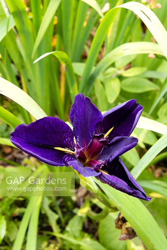 Iris Louisiane 'Prétendant audacieux'