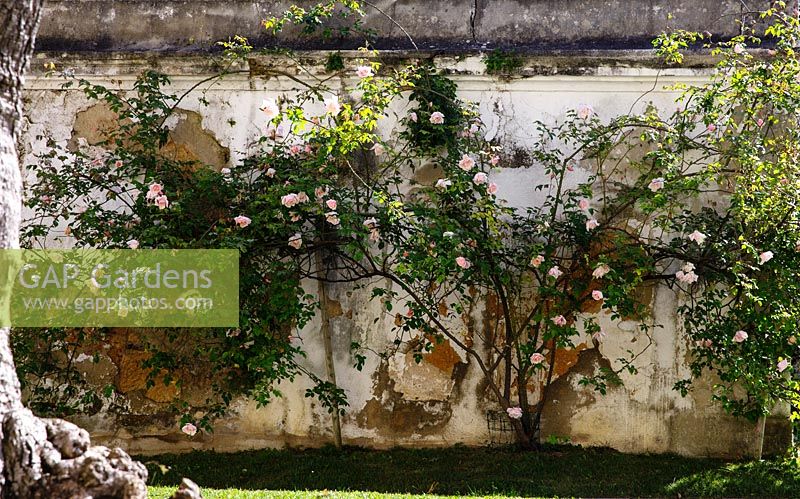 Roses sur l'escalade d'un mur au Musée National d'Histoire Naturelle et des Sciences Jardin Botanique - Lisbonne