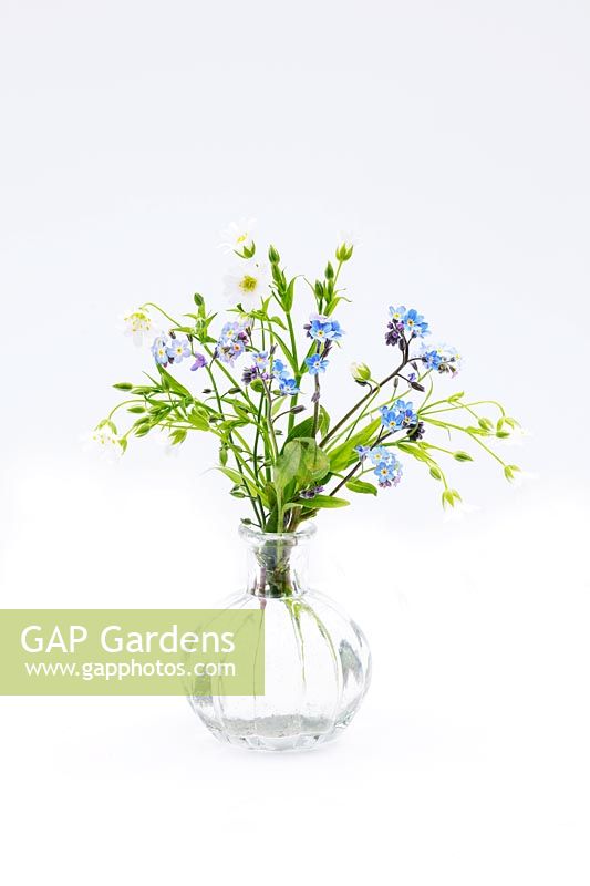 Petit vase en verre de Greater Stitchwort - Stellaria holostea et Myosotis slyvatica